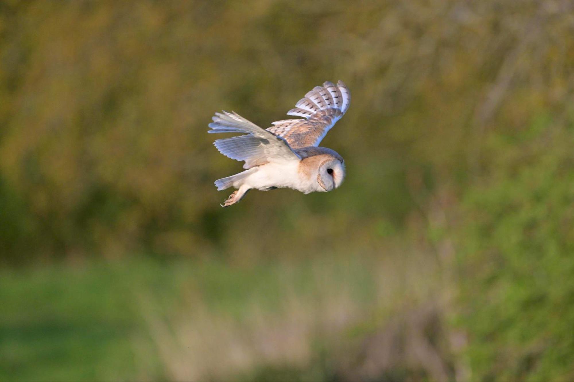 Buzzard Holt Hosting Hotell Buckingham Eksteriør bilde